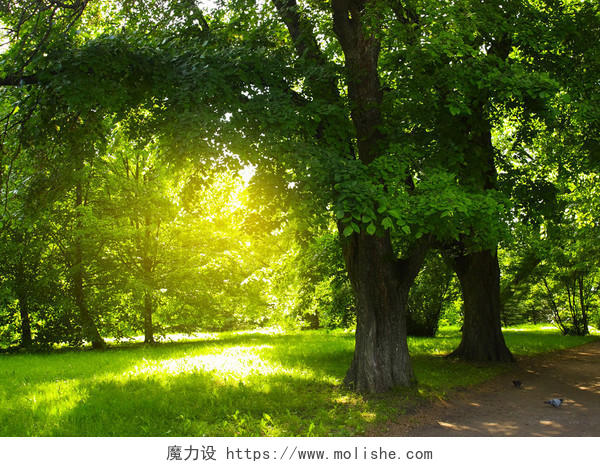 公园绿树和阳光
